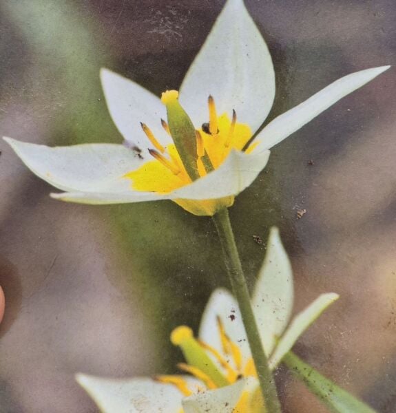 Çiğdem Çiçekli Lale İthal Saksı içinde 1 Adet Canlı Soğan