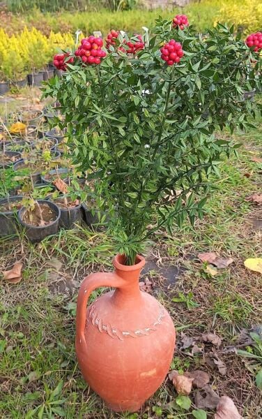 Kokina Çiçeği Aranjmanı 1 Paket