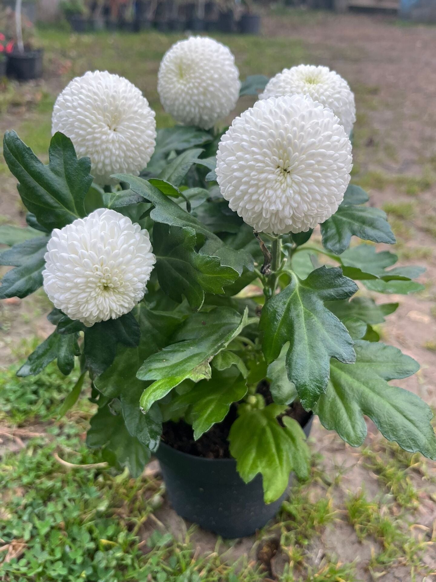 Krizantem Beyaz Kartopu Chrysanthemum Fidanı
