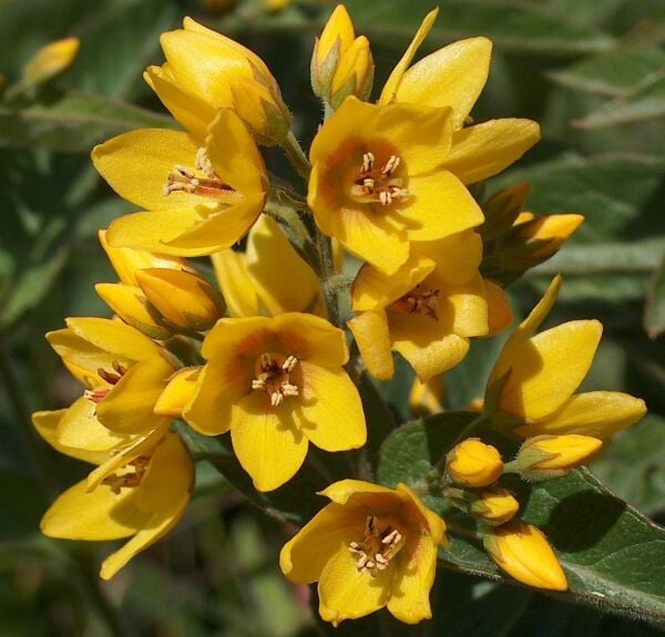 Lysimachia Verticillaris-Altın Kamışı Bitkisi 0-20 cm