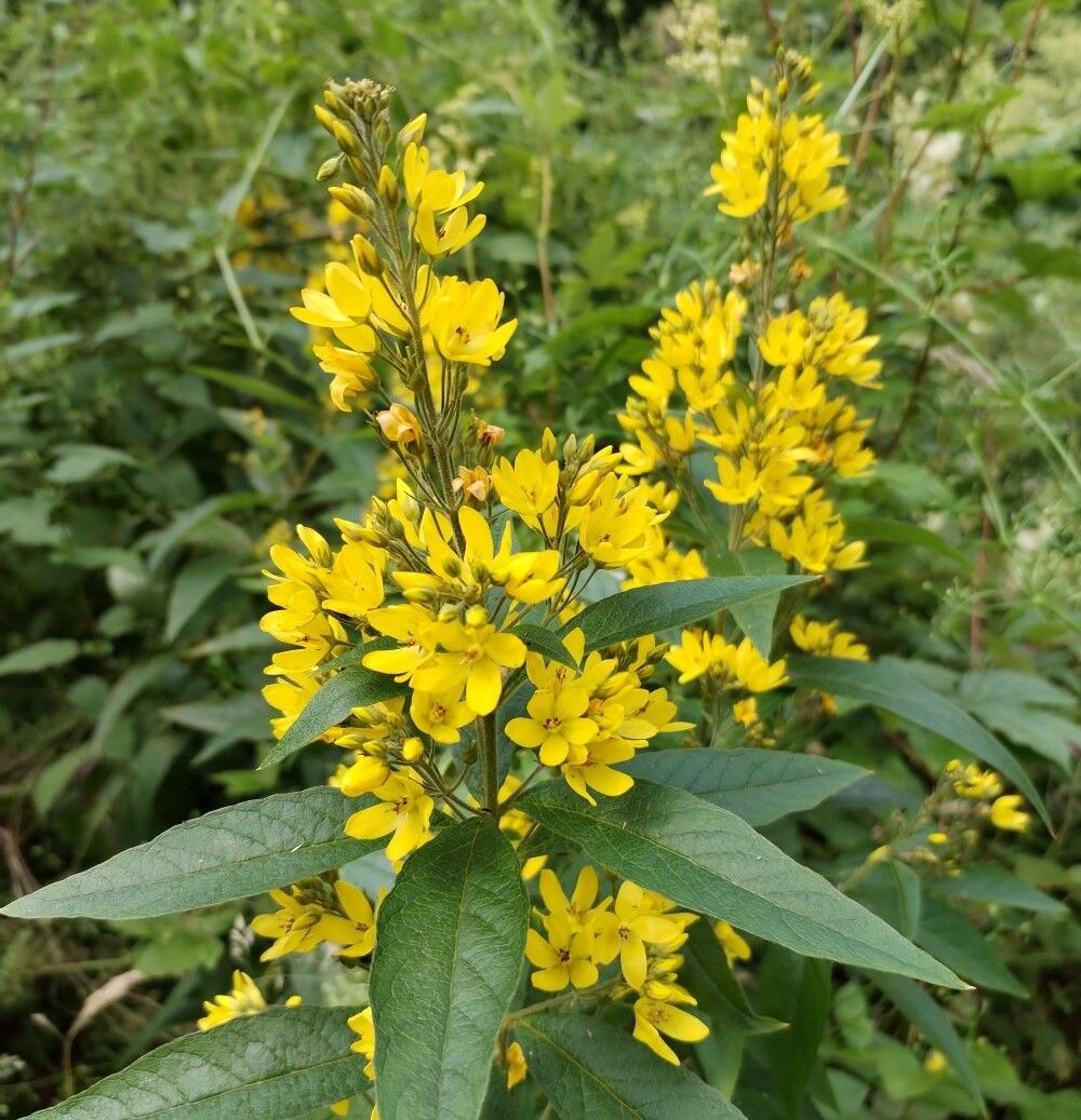 Lysimachia Verticillaris-Altın Kamışı Bitkisi 0-20 cm