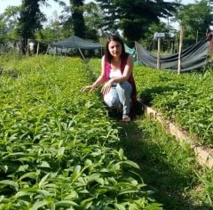 500 Adet Açık Köklü Küçük Meyveli Trabzon Hurması Fidesi