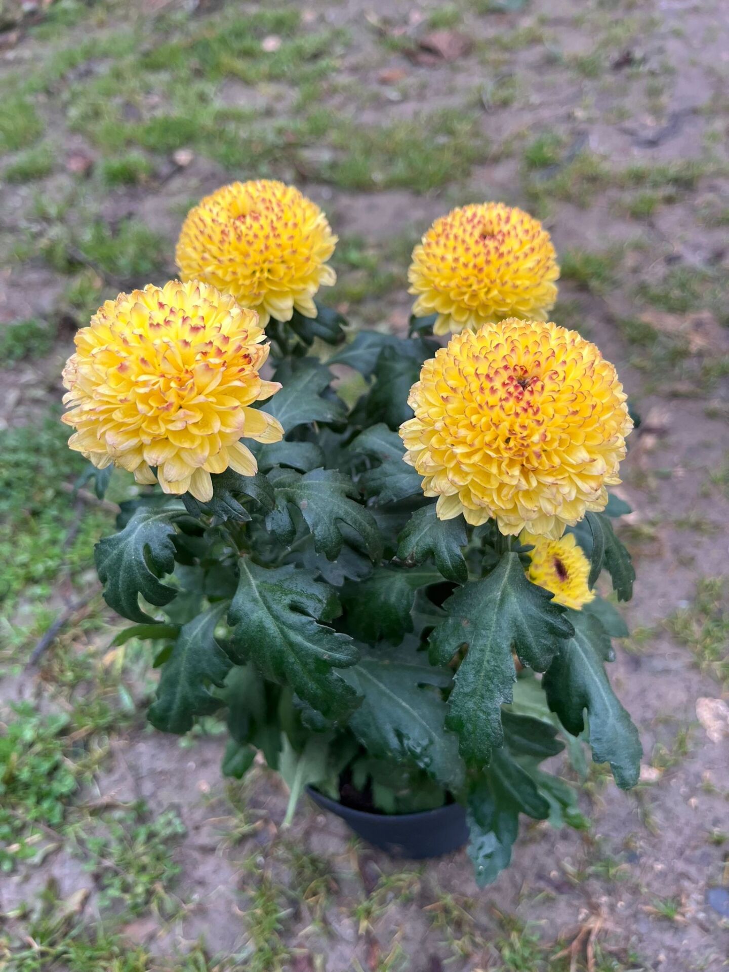 Krizantem Sarı Kartopu Chrysanthemum Fidanı