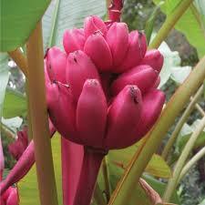 Musa Velutina (Salon Muzu) 50-80 cm