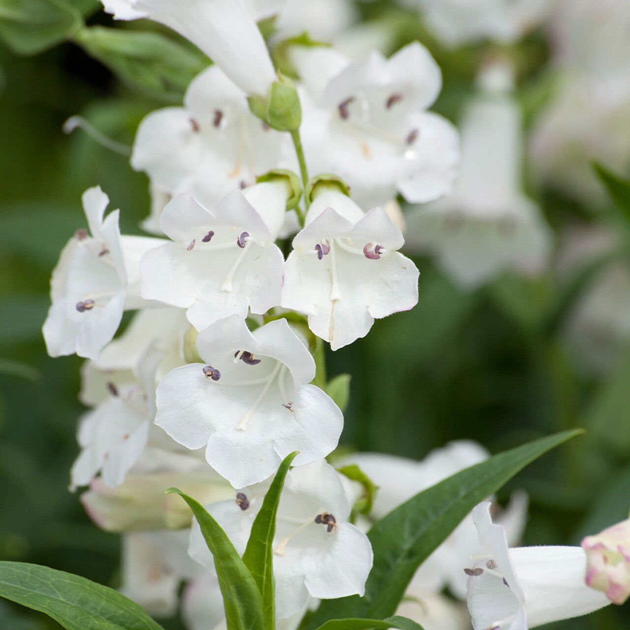 Wedding Day Penstemon Fidanı 0-20 cm