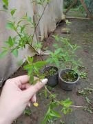 Ağaç Maviş (Solanum Rantonetti) Fidanı