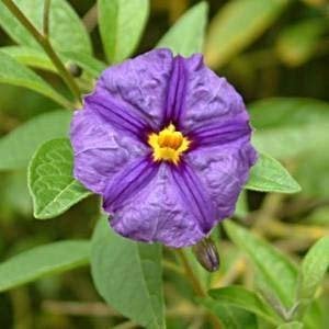 Ağaç Maviş (Solanum Rantonetti) Fidanı