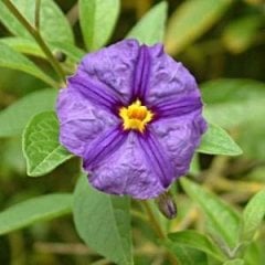 Ağaç Maviş (Solanum Rantonetti) Fidanı