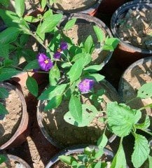 Ağaç Maviş (Solanum Rantonetti) Fidanı