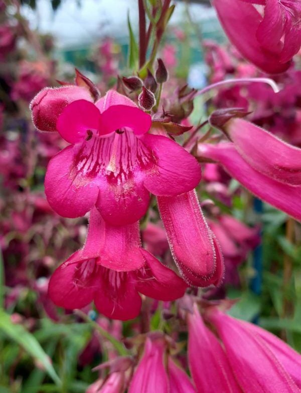 Garnet Penstemon Fidesi 0-20 cm