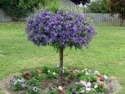 Ağaç Maviş (Solanum Rantonetti) Fidanı