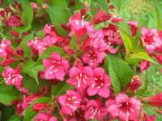 Vangelya Gelin Tacı Weigela Caprifoliacae Çiçeği 40-50 cm