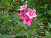 Vangelya Gelin Tacı Weigela Caprifoliacae Çiçeği 80-100 cm