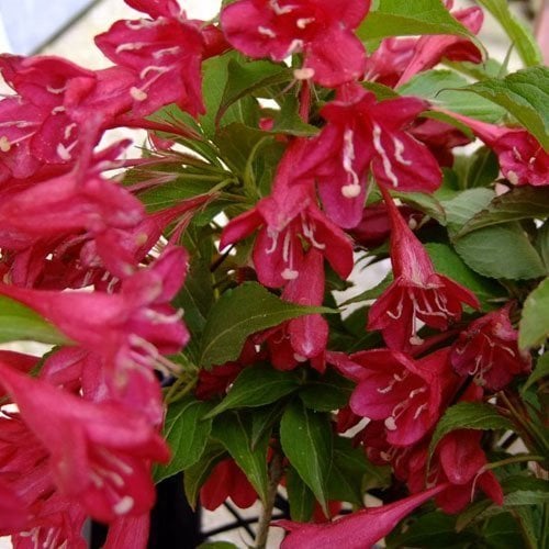 Vangelya Gelin Tacı Weigela Caprifoliacae Çiçeği 80-100 cm