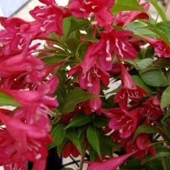 Vangelya Gelin Tacı Weigela Caprifoliacae Çiçeği 80-100 cm