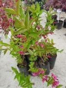 Vangelya Gelin Tacı Weigela Caprifoliacae Çiçeği 80-100 cm
