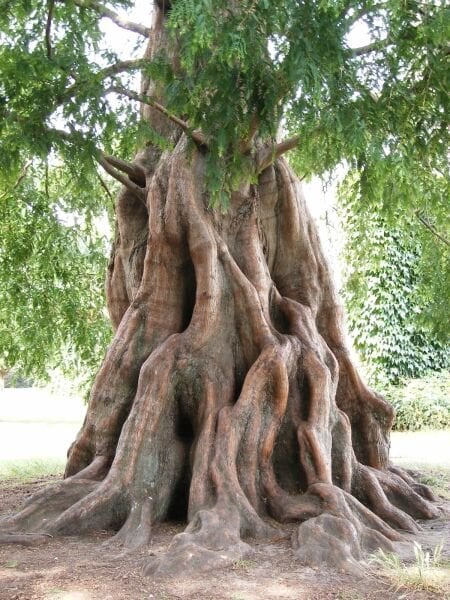 Metasequoia glyptostroboides Su Ladini Fidanı 70-100 cm