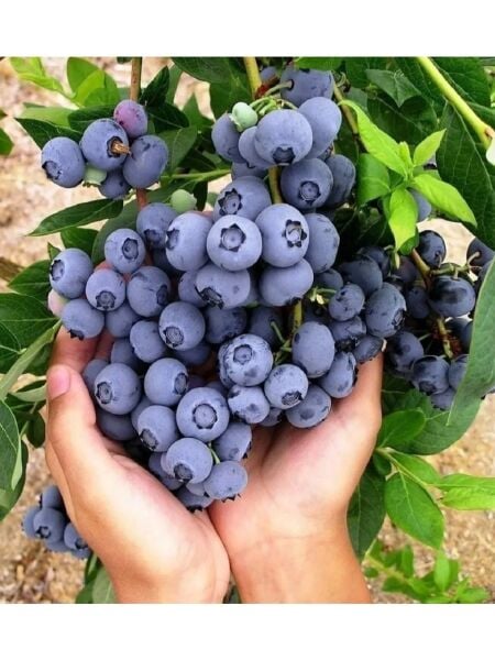 İthal Yaban Mersini Fidanı 5 Yaş- 100-130 cm