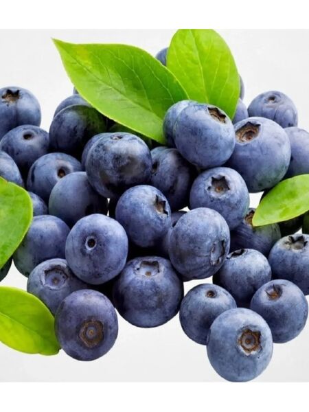 İthal Yaban Mersini Fidanı 5 Yaş- 100-130 cm