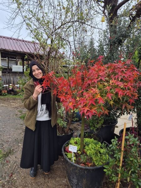 Japon Akçaağacı İthal Tijli Gövde Çevresi 18-20 cm