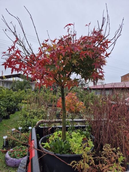 Japon Akçaağacı İthal Tijli Gövde Çevresi 18-20 cm