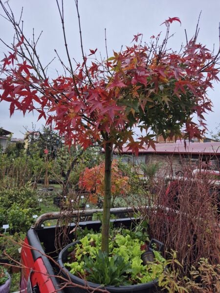 Japon Akçaağacı İthal Tijli Gövde Çevresi 18-20 cm
