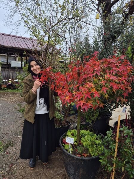 Japon Akçaağacı İthal Tijli Gövde Çevresi 18-20 cm