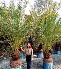 Fenix-Phoenix-Yalancı Hurma Fidanı 350-400 cm