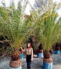 Fenix-Phoenix-Yalancı Hurma Fidanı 350-400 cm