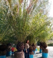 Fenix-Phoenix-Yalancı Hurma Fidanı 350-400 cm