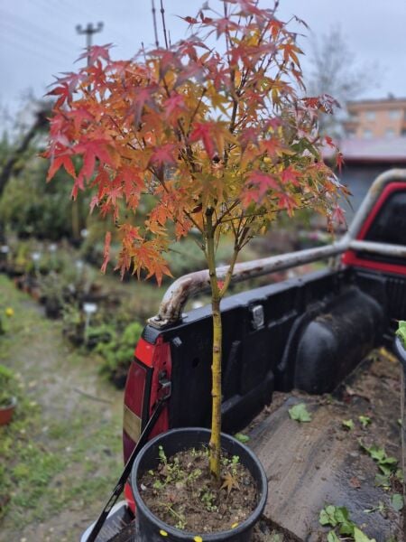 Japon Akçaağacı İthal Tijli Gövde Çevresi 8-10 cm