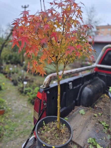 Japon Akçaağacı İthal Tijli Gövde Çevresi 8-10 cm
