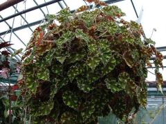 Tiger Begonya (Bauer Begonia)