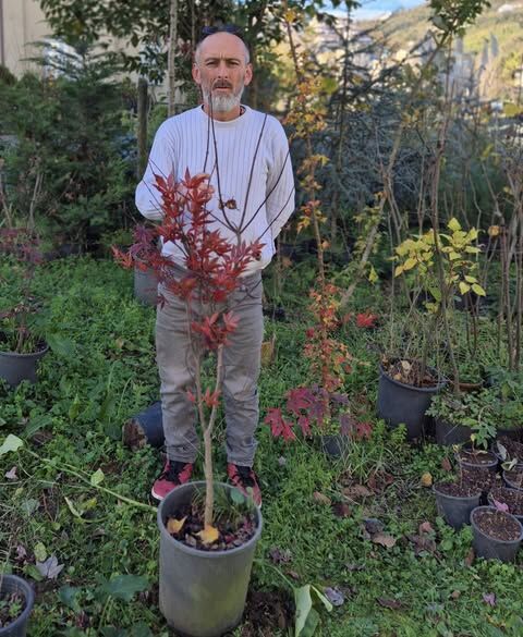 Japon Akçaağacı İthal Boy 10 cm