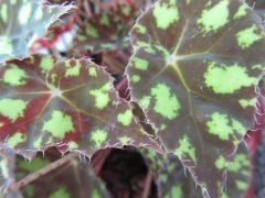 Tiger Begonya (Bauer Begonia)