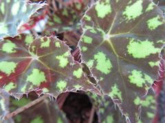 Tiger Begonya (Bauer Begonia)