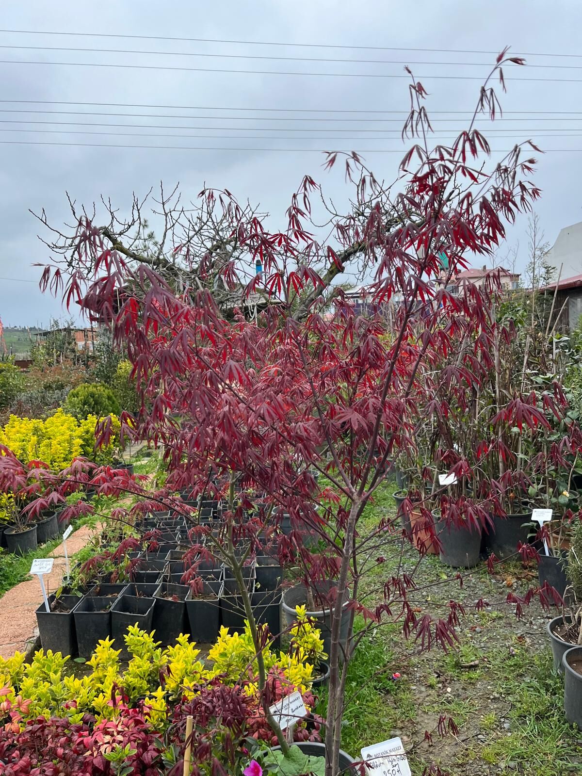 Japon Akçaağacı İthal Boy 140 cm