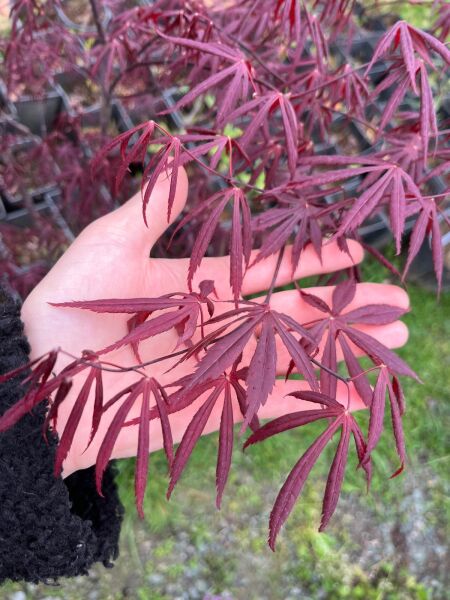 Japon Akçaağacı İthal Boy 140 cm