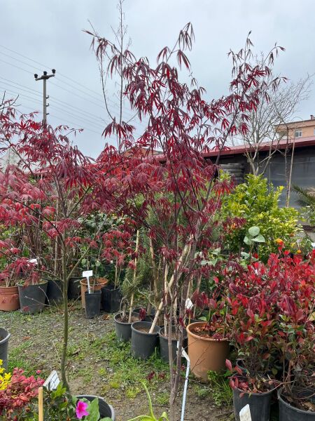 Japon Akçaağacı İthal Boy 140 cm