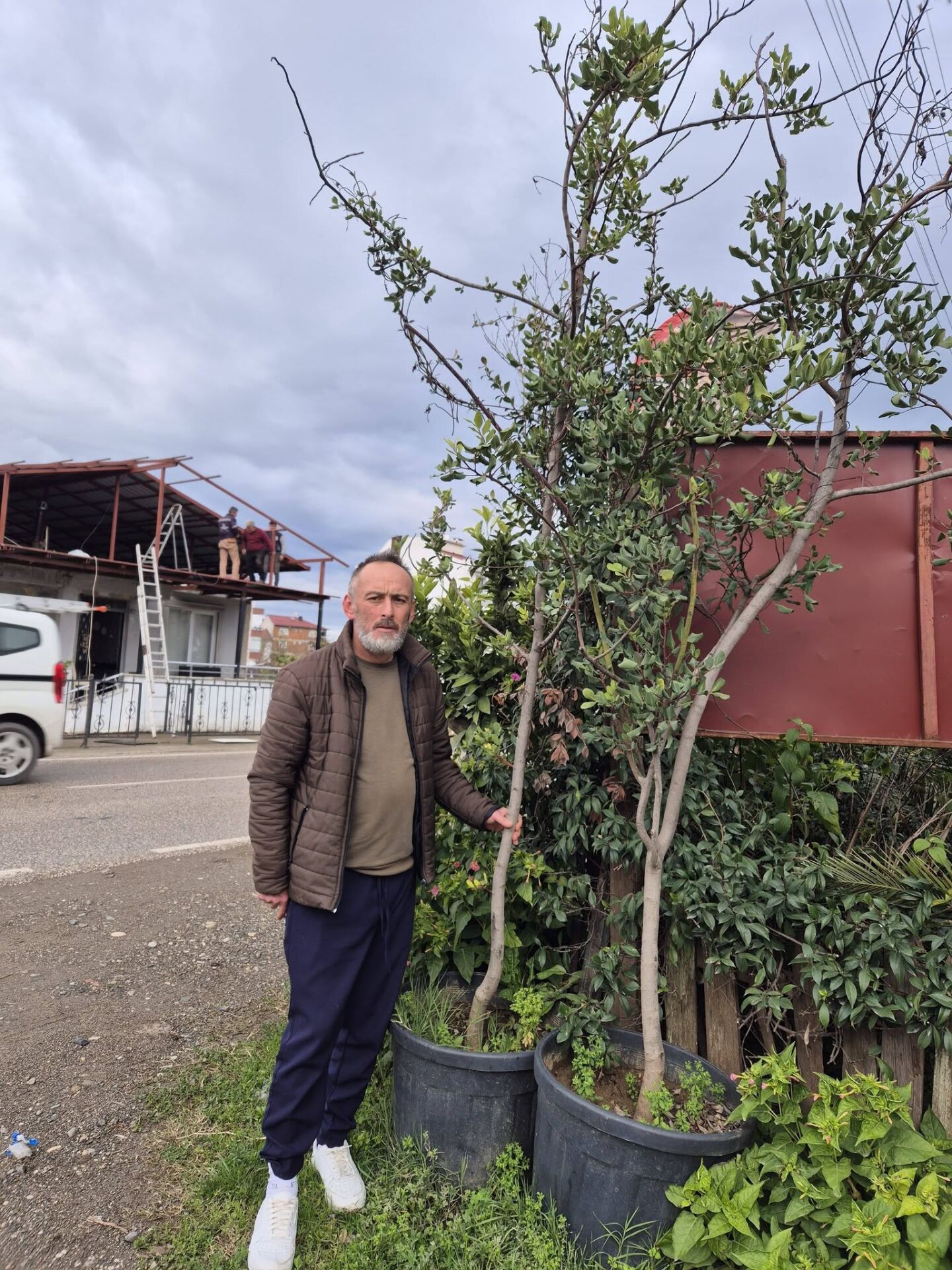 Keçiboynuzu Fidanı 13 Yaş-250-300 cm-Gövde Çevresi 10-14 cm