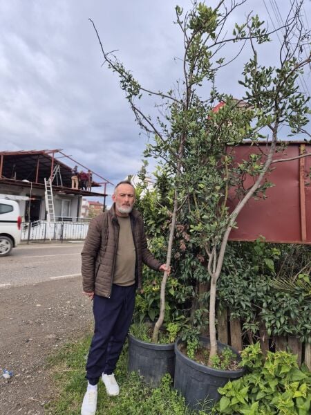 Keçiboynuzu Fidanı 13 Yaş-250-300 cm-Gövde Çevresi 10-14 cm