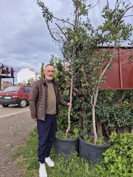 Keçiboynuzu Fidanı 13 Yaş-250-300 cm-Gövde Çevresi 10-14 cm