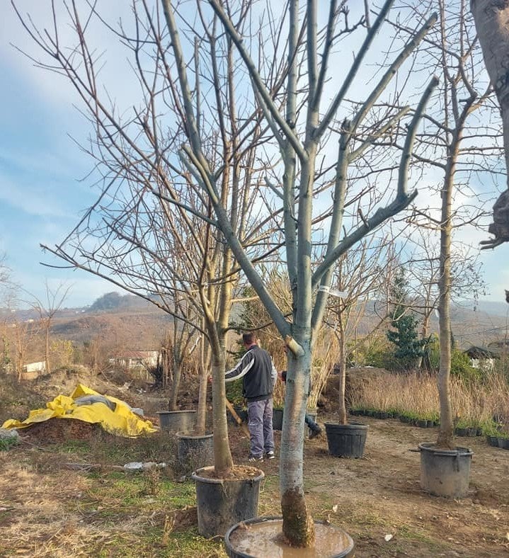 Kestane Fidanı15 Yaş- Boy 250-300 cm-Gövde Çevresi 32-36 cm