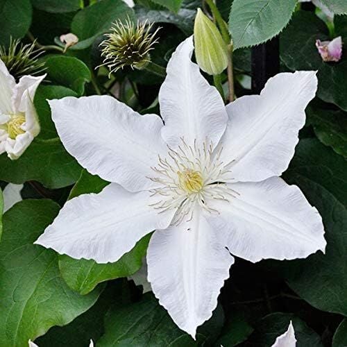 Clematis 'Gladys Picard' 20-30 cm