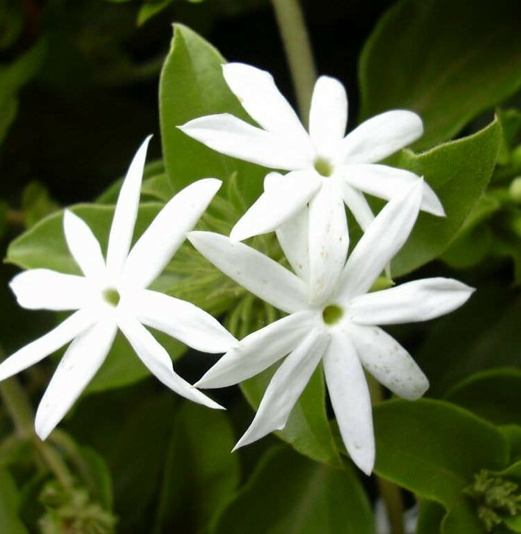 Jasminum  Yıldız Yasemin 200-230 cm-Saksıda