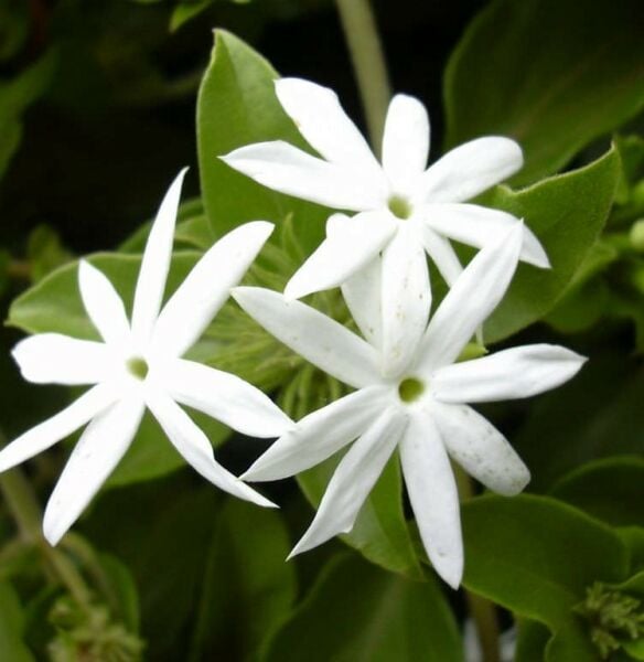 Jasminum  Yıldız Yasemin 200-230 cm-Saksıda