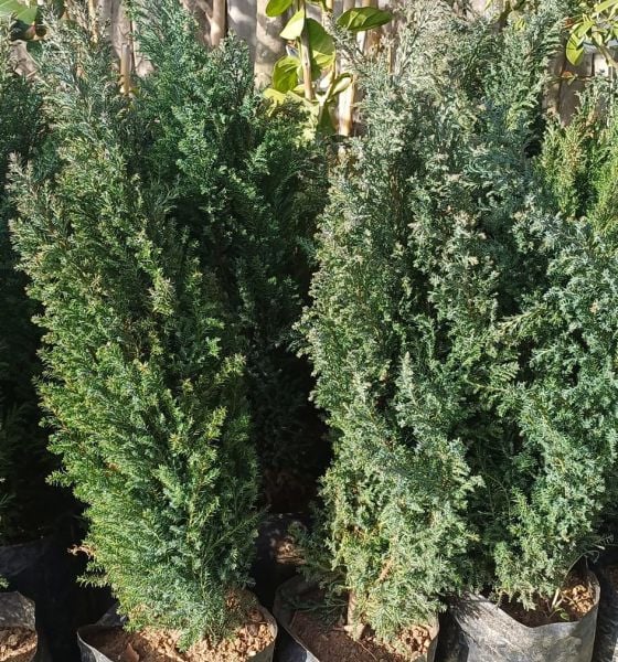 Elvudi Çamı Elwoodii Çamı-Yalancı Servi Fidanı 100 cm