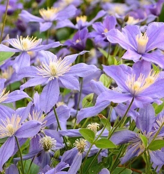 Clematis 'Arabella' 20-30 cm