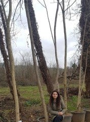 Ailanthus Altissima (Kokarağaç, Cennet Ağacı) Boy 350 cm-Gövde Çevresi 20-22 cm