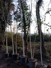 Ailanthus Altissima (Kokarağaç, Cennet Ağacı) Boy 350 cm-Gövde Çevresi 26-30 cm
